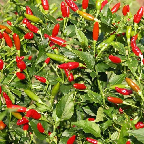Tabasco pepper seeds - pepper,
